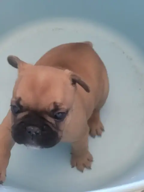 Bouledogue Français  Brad Des Fontaines Du Bérange