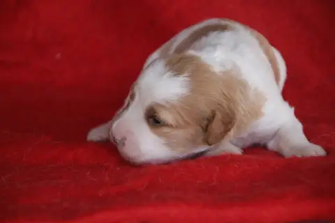 Epagneul Breton 
                        Chiot N°6 De 64380 photo 2