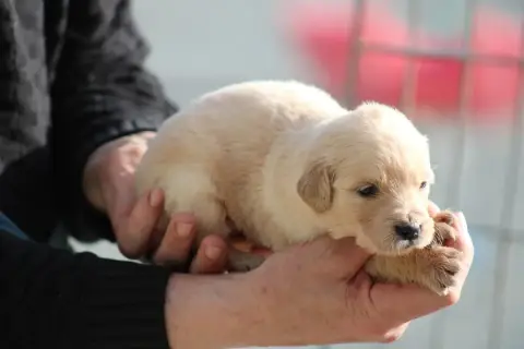 Golden Retriever  Chiot N°7 Des Romarins De Mayerling 2f96a photo 3