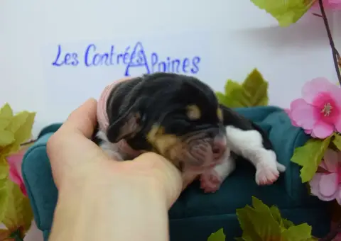 Basset Hound  Brioche Des Contrées Alpines