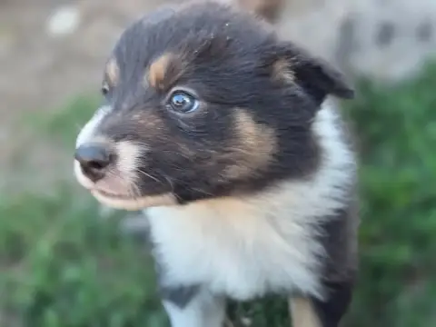 Border Collie