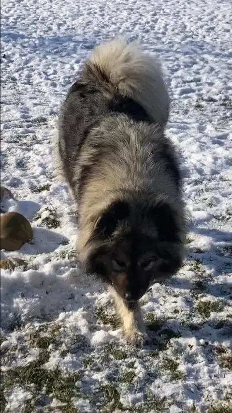 Eurasier  Chiot 3 Des Sables D'Olympe photo 2