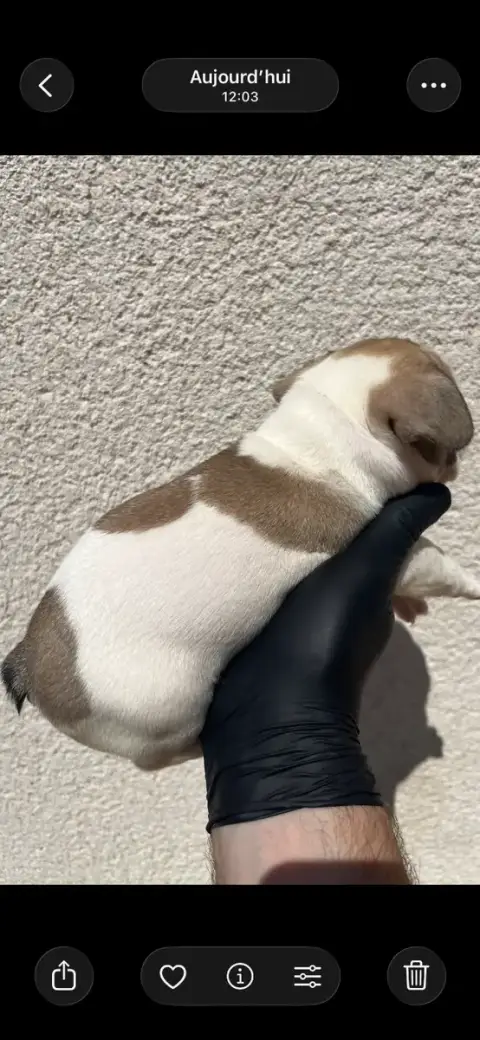 Bouledogue Français 
                        Chiot N° fbee3 photo 2