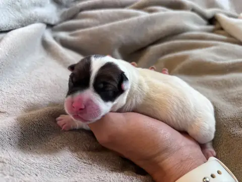 Jack Russell Terrier