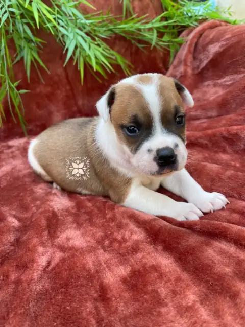 Staffordshire Bull Terrier