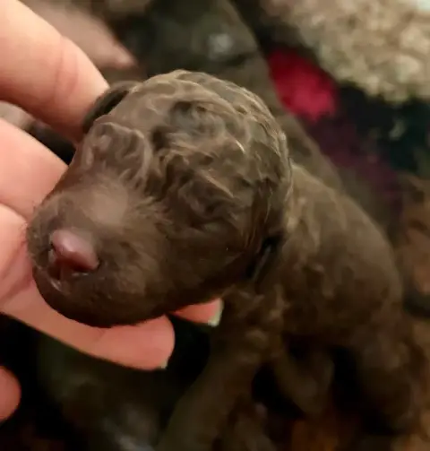 Caniche  Chiot 5 Du Coeur Des Terres