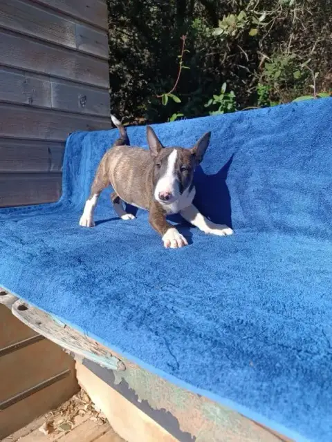 Bull Terrier Miniature  Ace Kingston- photo 2
