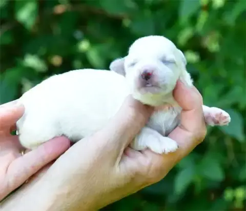 Coton De Tulear  Chiot N°2 De Dame Nature