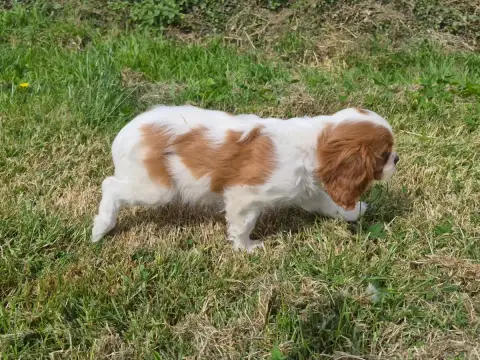 Cavalier King Charles Spaniel  Balto De Paline photo 3