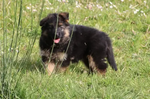 Berger Allemand Poil Long  Chiot N°1 Du Domaine De La 4837e photo 2