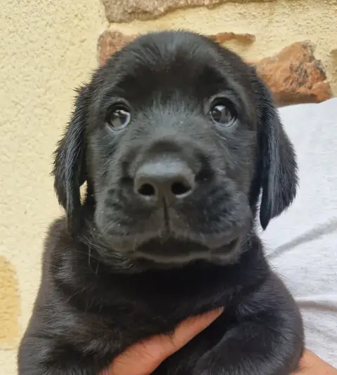 Labrador Retriever  Noire 3 Des Terres Sacrees