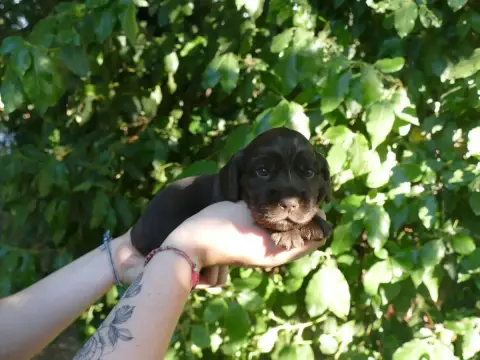 Cocker Spaniel Anglais photo 2