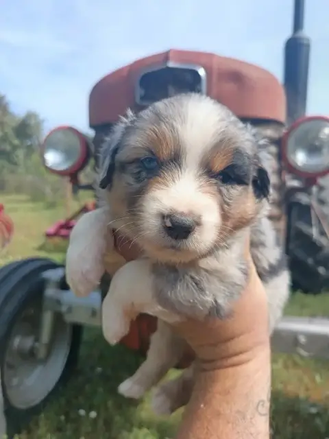 Berger Américain Miniature  Bleu Merle Bully Du Chale 0470f