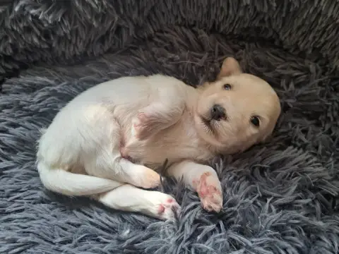 Coton De Tulear 
                        Chiot N°2 Du a47ce photo 2
