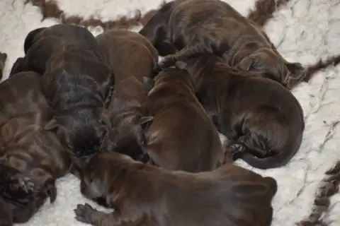 Labrador Retriever  Chiot 8 Du Moulin Sault