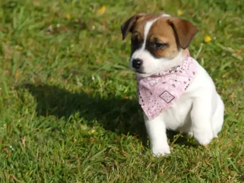 Jack Russell Terrier  Prénom Libre Des Terres Des For 93bb1