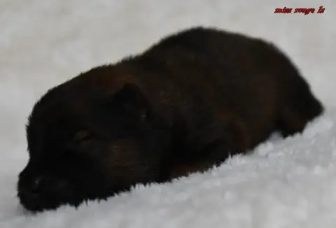 Eurasier  Chiot 3 Des Legendes De Retz photo 2