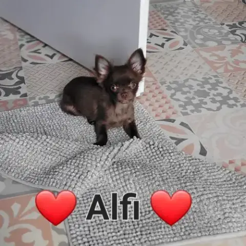 Chiot Chihuahua Poils Longs