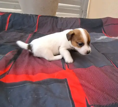 Jack Russell Terrier  Chiot 6 De L'Etang De Rochefort 08876 photo 2