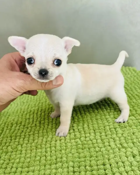Chihuahua  Chiot N°2 Jet Set'S Blue Star