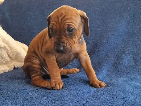 Rhodesian Ridgeback 
                        Bélène D c0f24 photo 3