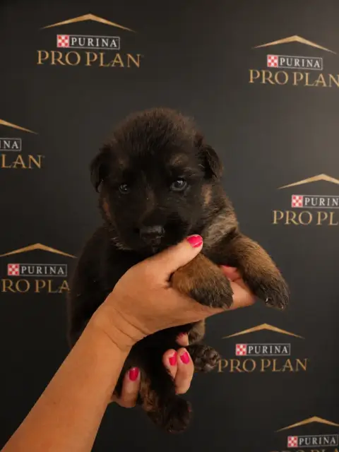 Berger Allemand Poil Long  Chiot 5 Du Chemin De L'Odo daa79