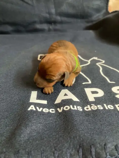 Pinscher Nain  Chiot N°1 Collier Vert Du Hameau Des N 4e07f photo 3