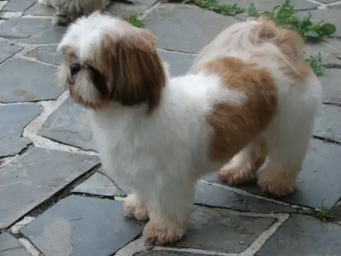 Shih Tzu photo 2
