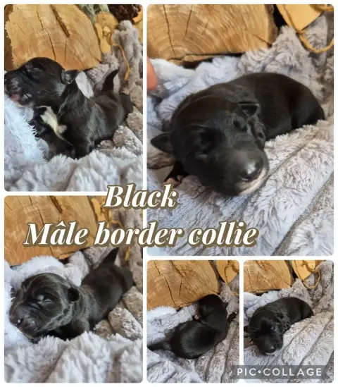 Border Collie  Black