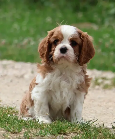 Cavalier King Charles Spaniel  Best Off Des Collines  d2c46