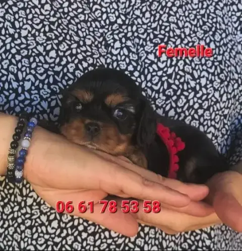 Cavalier King Charles Spaniel  Chiot N°4 Des Rives Du aaaad