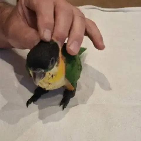 Perroquets Caiques À Tête Noire Eam