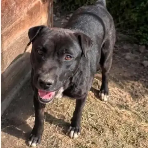 Chien Malo À L Adoption