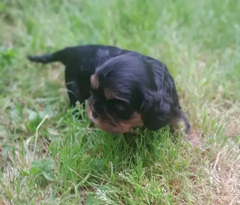 Cavalier King Charles Spaniel  Betty Du Tison D'Argen c9b33 photo 3