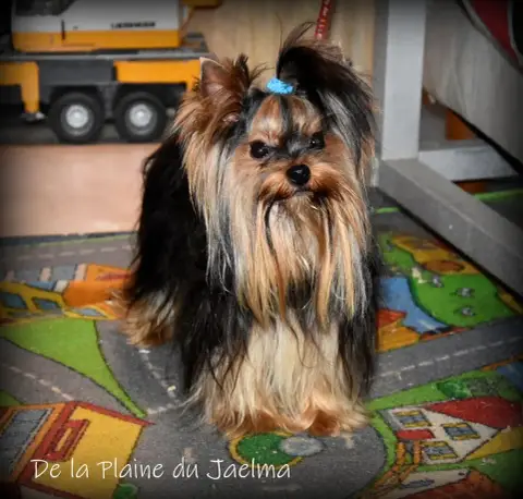 Yorkshire Terrier  Bahia De La Plaine Du Jaelma photo 3