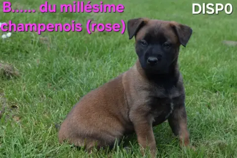 Berger Belge  B....... Du Millésime Champenois