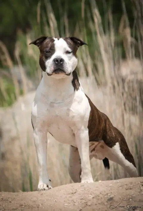 American Staffordshire Terrier  Brownie Soul And Stee f40a8 photo 2