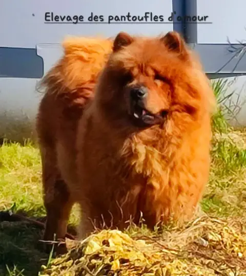 Chow Chow  B....... Des Pantoufles D'Amour photo 2