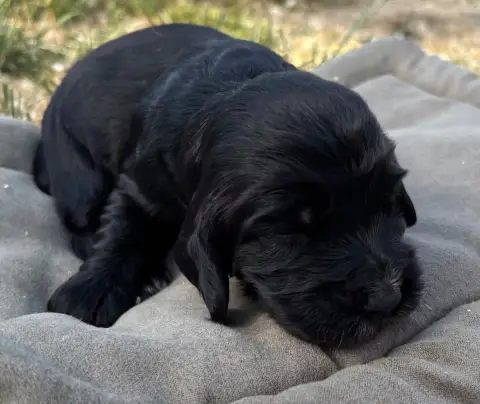 Cocker Spaniel Anglais  B................. Des Etangs b8368 photo 3