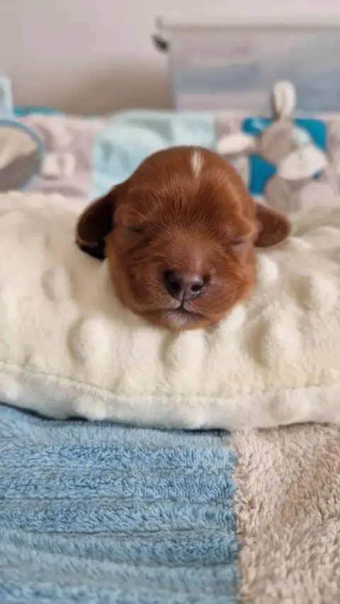 Cavalier King Charles Spaniel  Baïko Les Cavaliers Du 28ca3