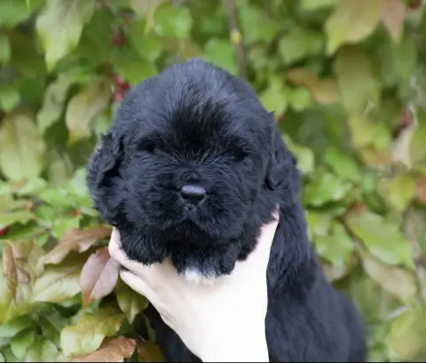 Terre-