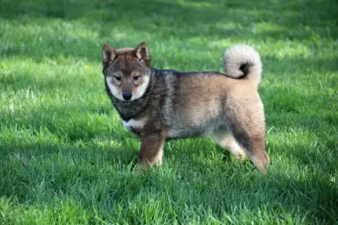 Shiba  Chiot 3 Des Legendes Du Triskel photo 3