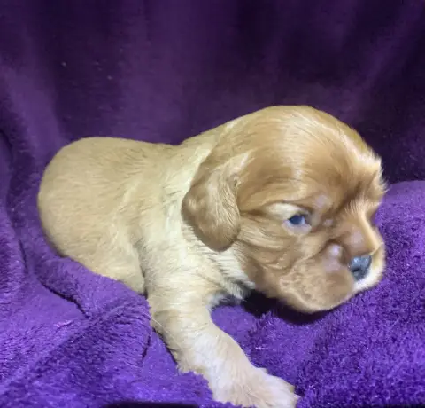 Cavalier King Charles Spaniel  B....À Choisir De L'Ar 4328e