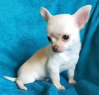 Chihuahua  Basilio De Quentin De La Tour