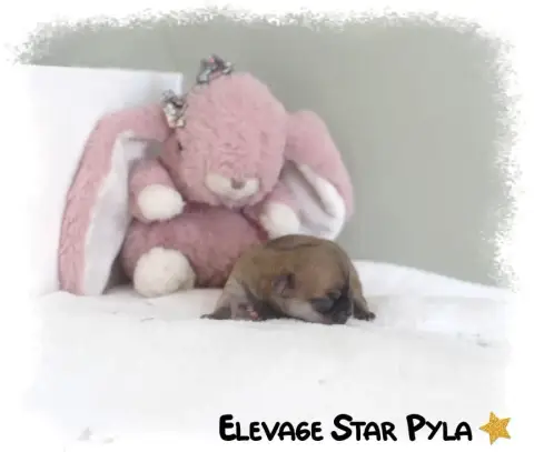 Chihuahua  Bacchus (Petit Gabarit) Star Pyla