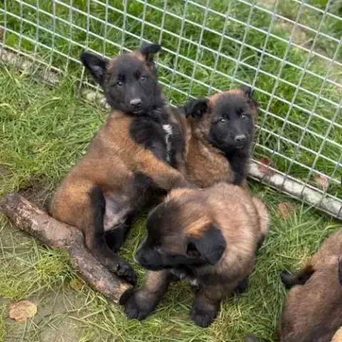 Berger Belge Malinois Et Tervuerun