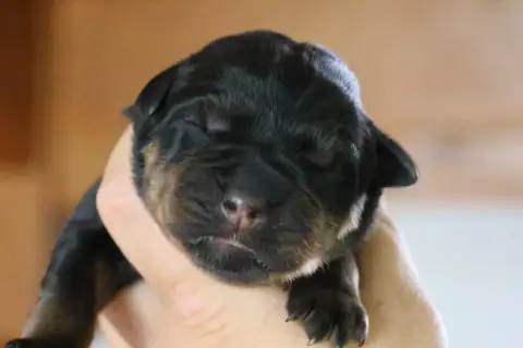 Rottweiler  Bjorn House Of Warrior photo 2