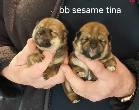 Shiba  Chiot 4 Des Portes De La Moria