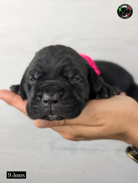Cane Corso 
                        Collier Rose Fluo adb88 photo 2
