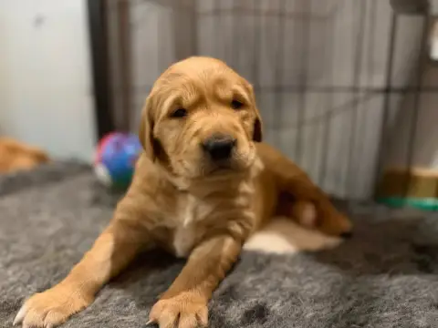 Golden Retriever  Miss Violette Of Heemany